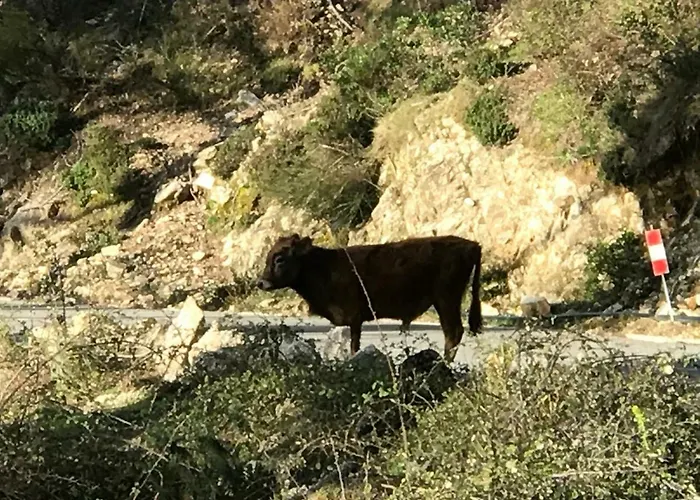 Maison Entière équipé 4 Possibilité De 10 Couchage Centre Corse *